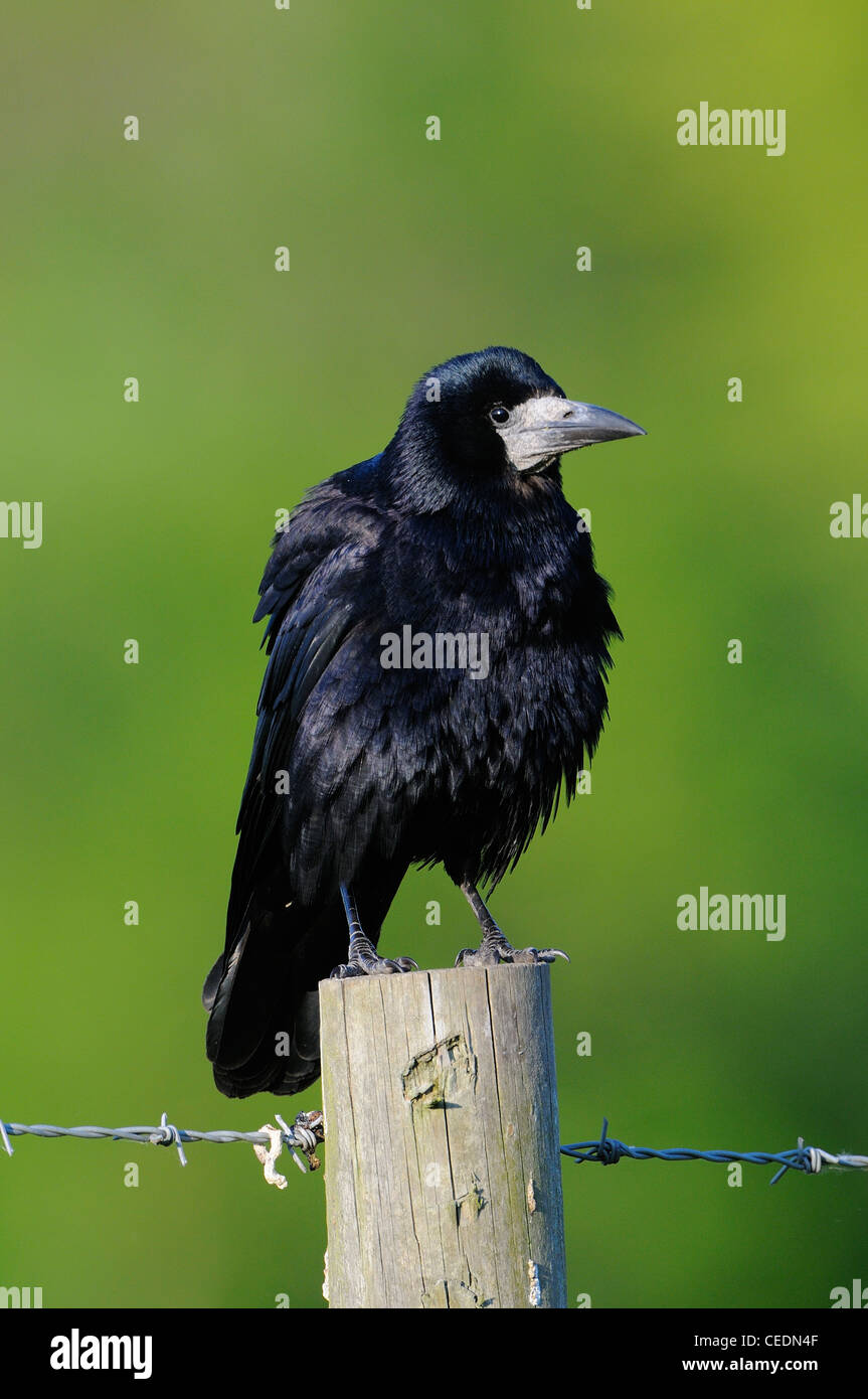 Rook (Corvus frugilegus) perched on fence post, Oxfordshire, UK Stock Photo