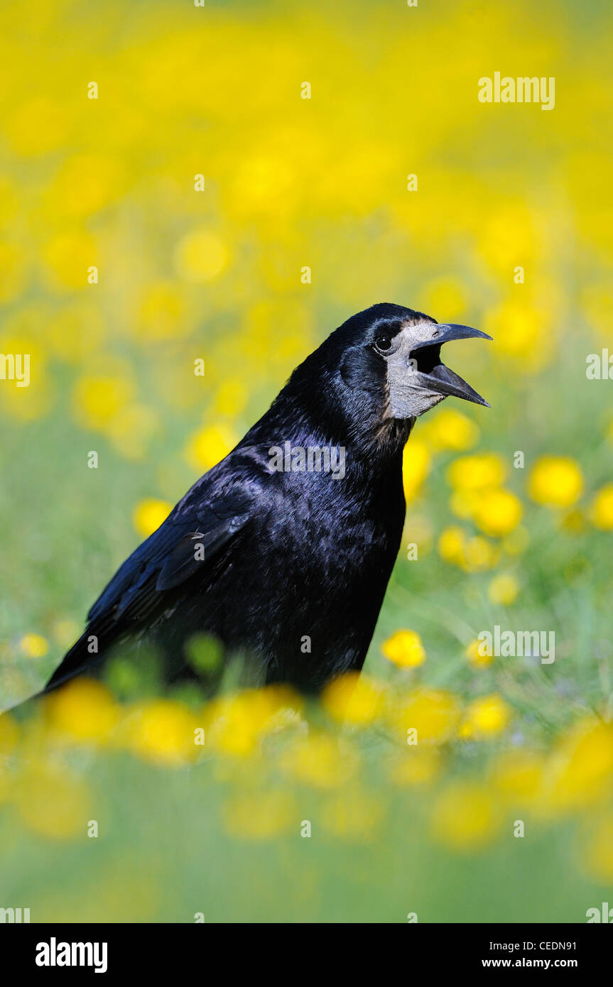Rook (Corvus frugilegus) standing in field of buttercups, calling, Oxfordshire, UK Stock Photo