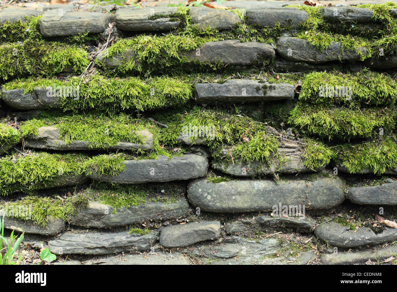 moss on stone wall Stock Photo Alamy