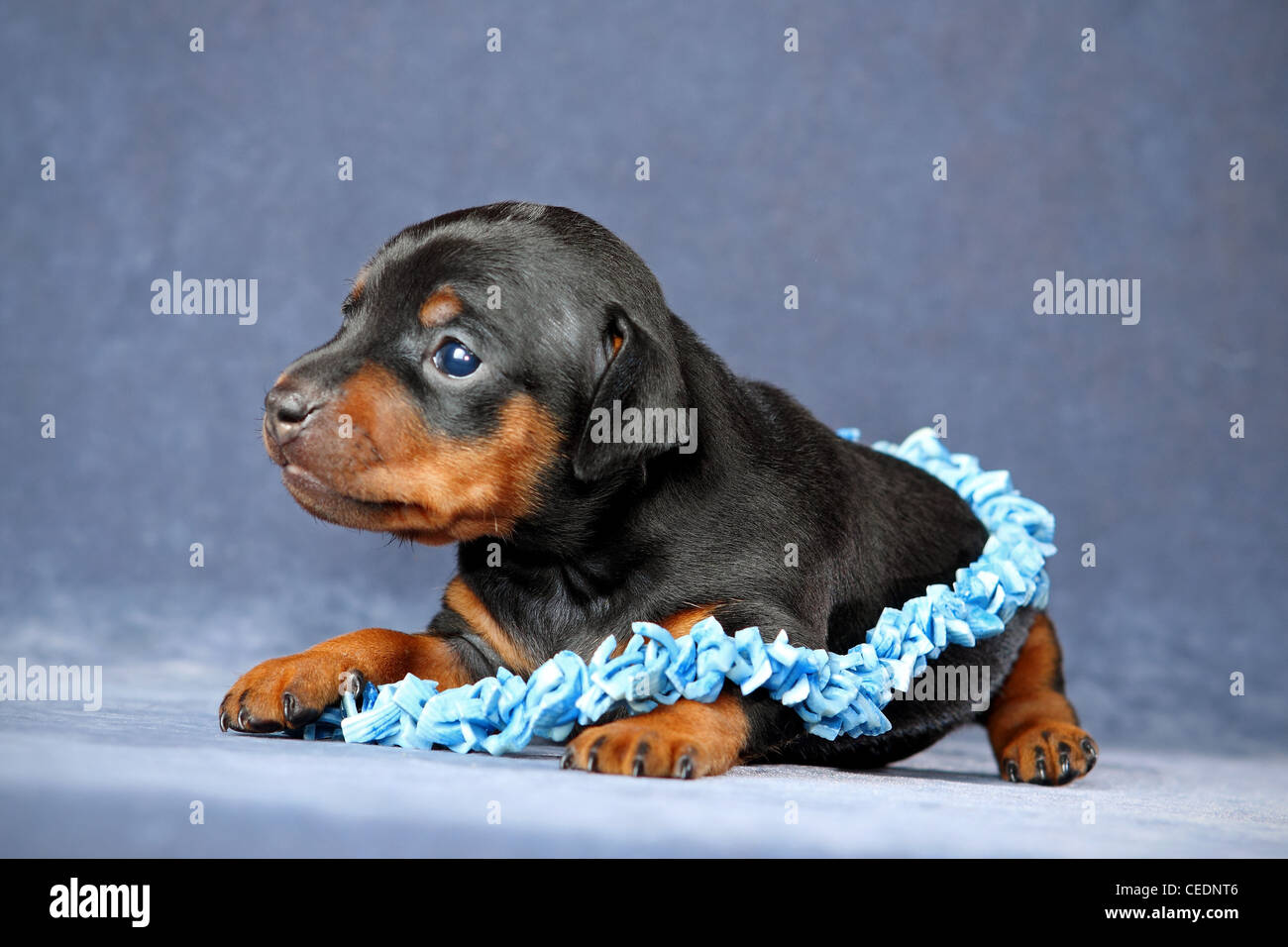 The Miniature Pinscher puppy, 3 weeks old Stock Photo