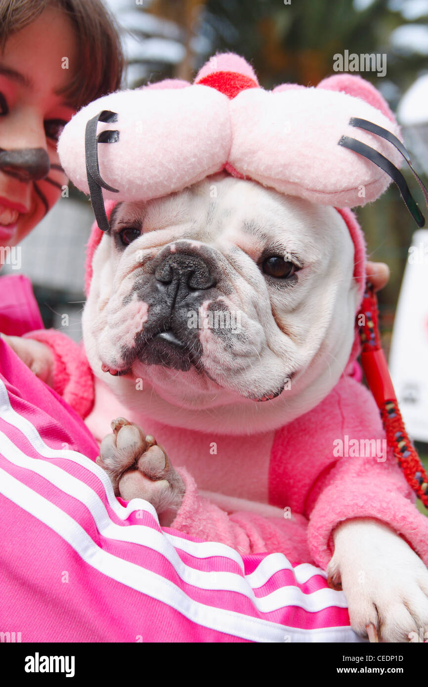 English Bulldog Dressed Stock Photos & English Bulldog Dressed Stock