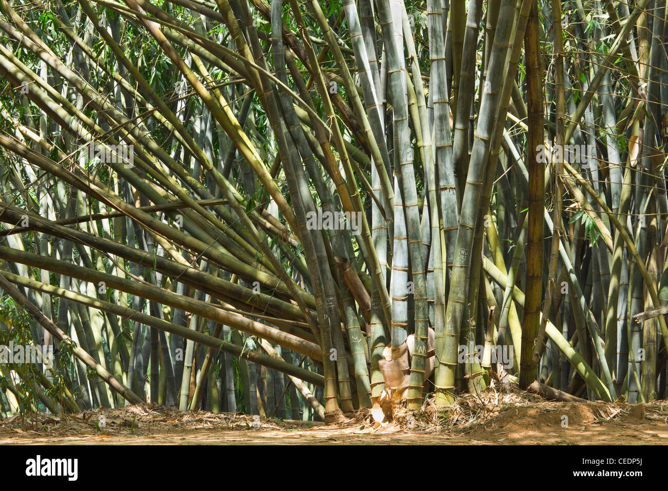 Giant Bamboo of Burma in the 60 hectare (largest in the country) Royal Botanic Gardens, Peradeniya, near Kandy, Sri Lanka, Asia Stock Photo