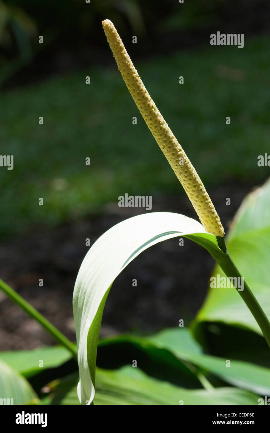Variety of Spathiphyllum or Peace Lily in the 60 hectare Royal Botanic