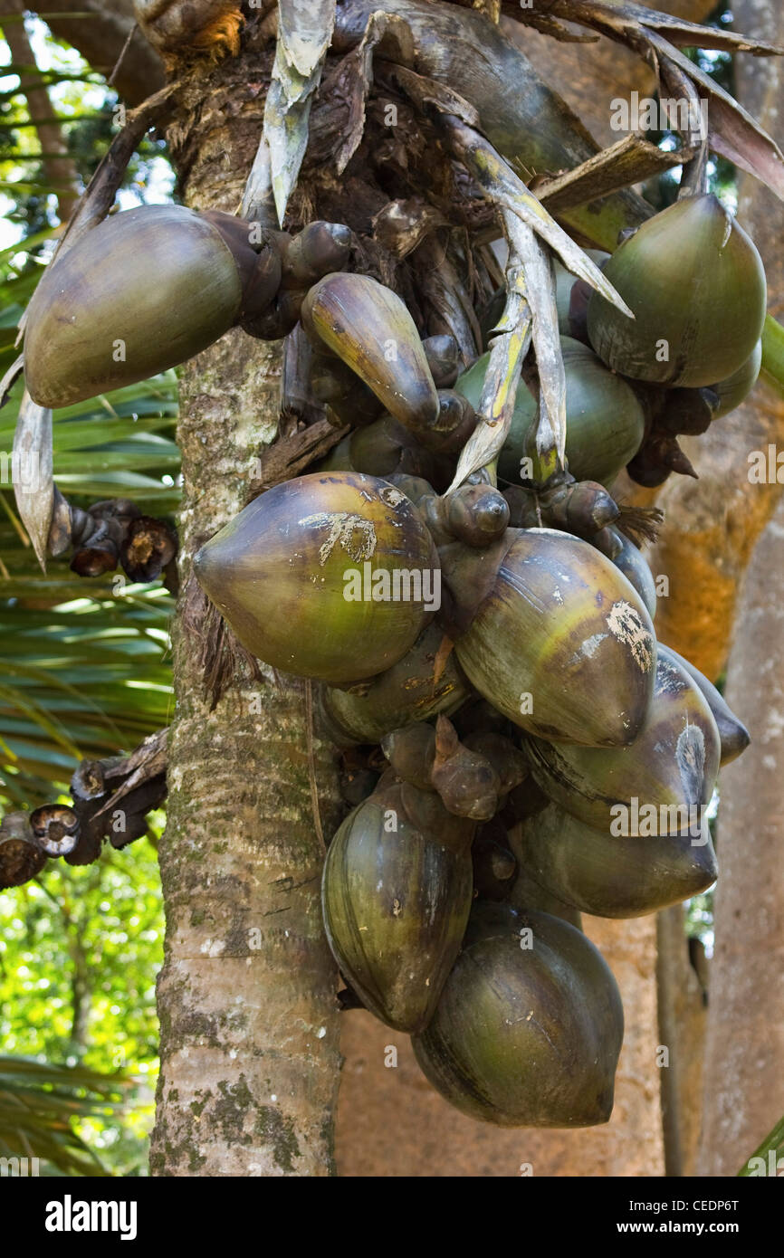 Double Coconut (Coco de Mer palm), world's largest plant fruit, Royal ...