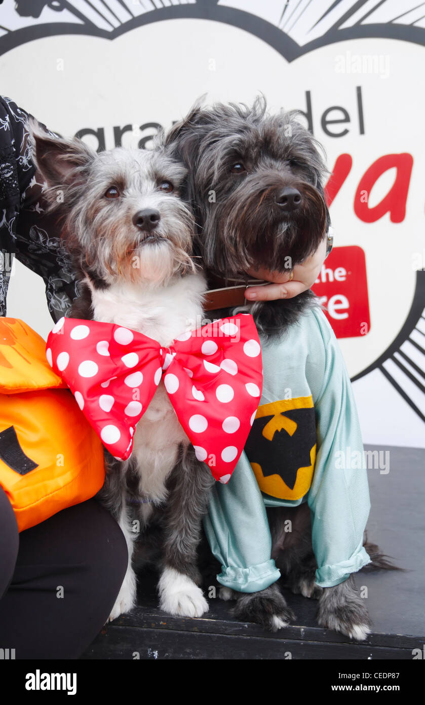 Dog dressed as Batman at dog fancy dress competition Stock Photo Alamy