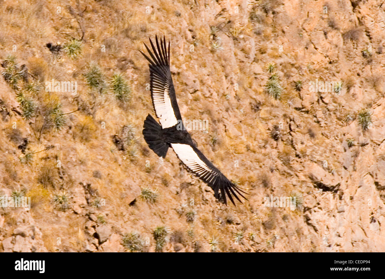 Peru, Colca Canyon, La Cruz del Condor (the condor lookout), Andean Condor (Vultur gryphus) in flight Stock Photo
