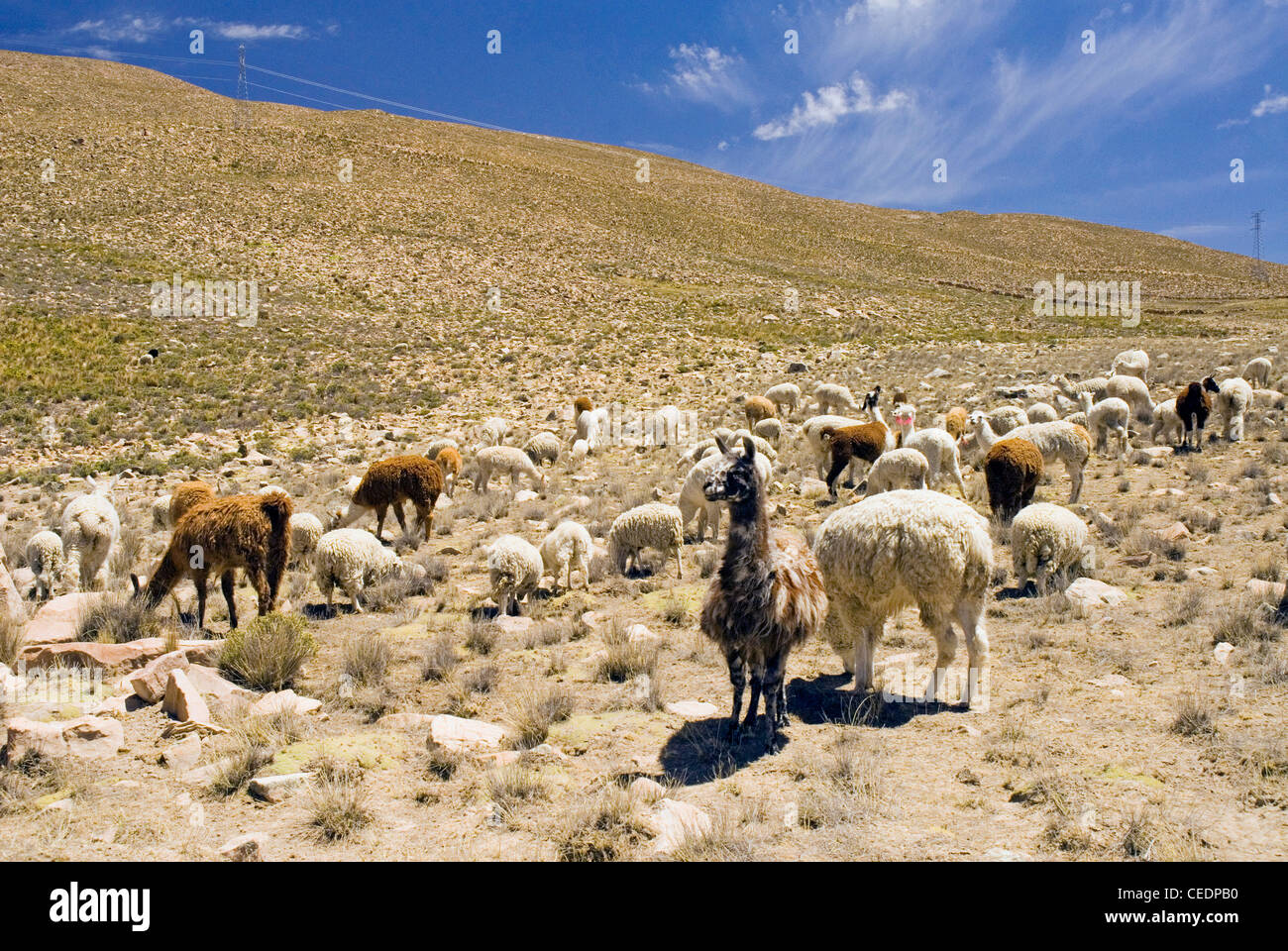 Peru, Colca Canyon, Salinas Y Aguada Blanca National Reserve, llamas and alpacas grazing together Stock Photo