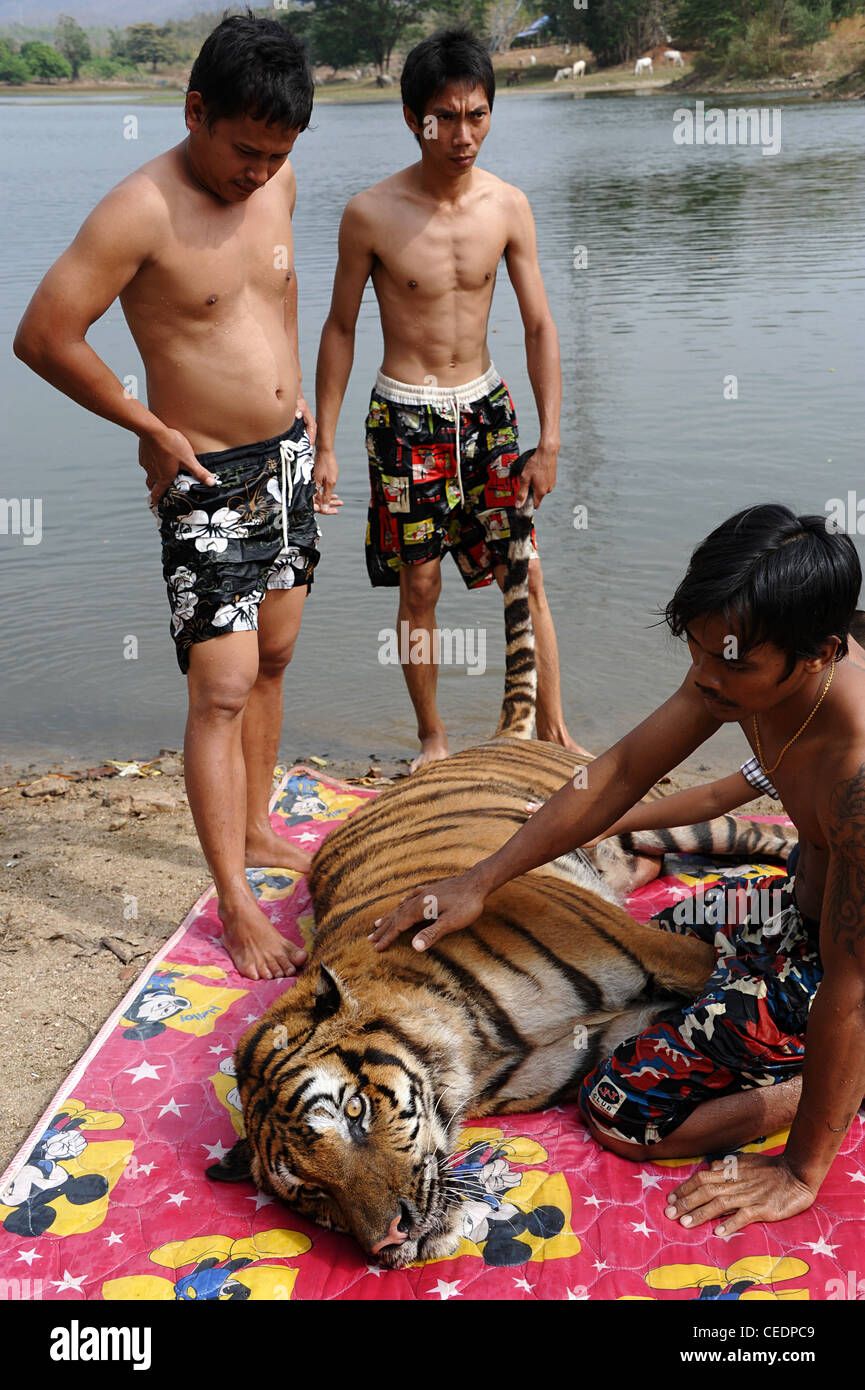 Thai tiger MEOW had an MRI scan to decide if spinal surgery might help ...