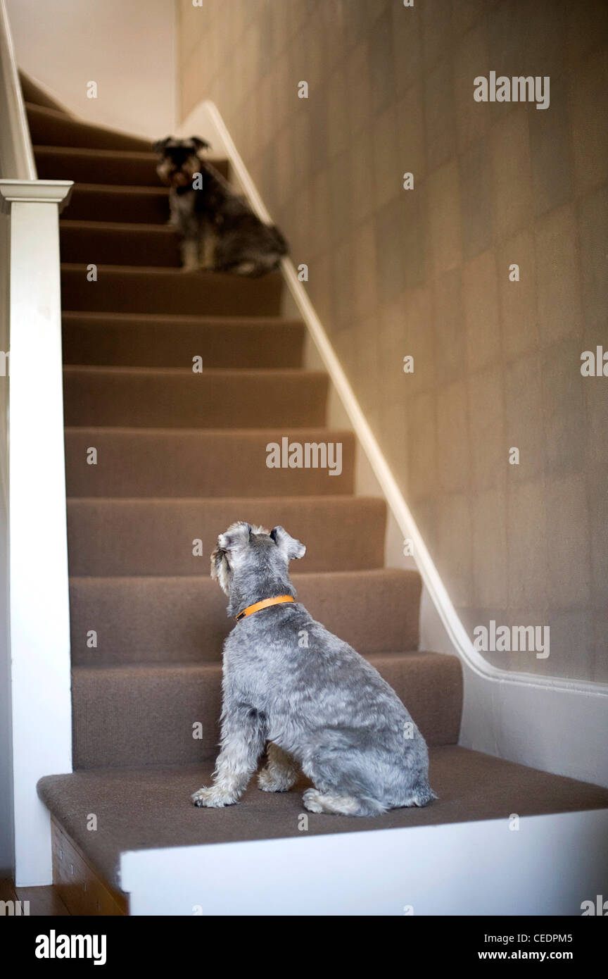Two minature Schnauzers sitting on a staircase Stock Photo