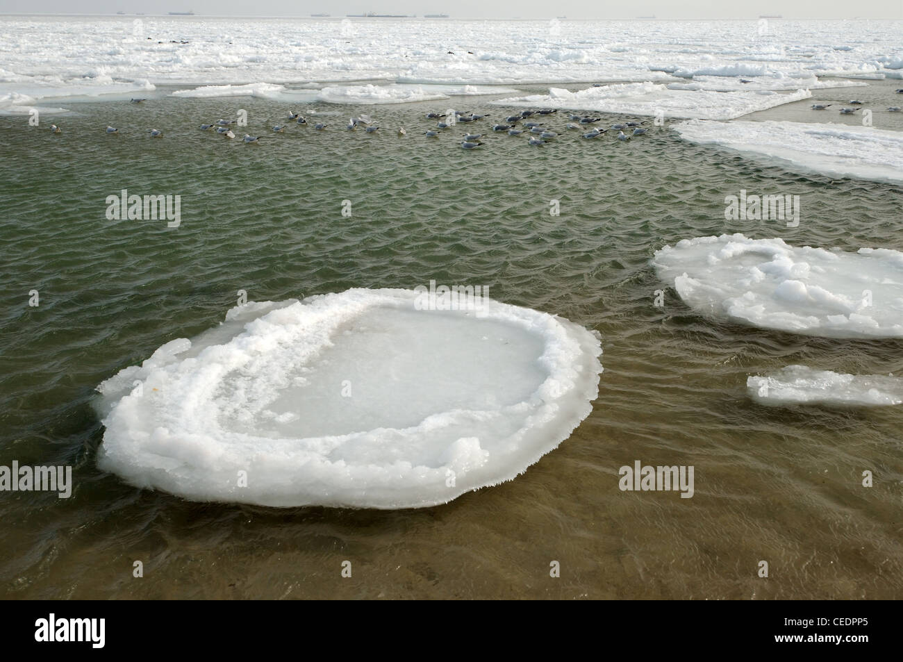 Frozen Black Sea, a rare phenomenon, Odessa, Ukraine, Eastern Europe Stock Photo