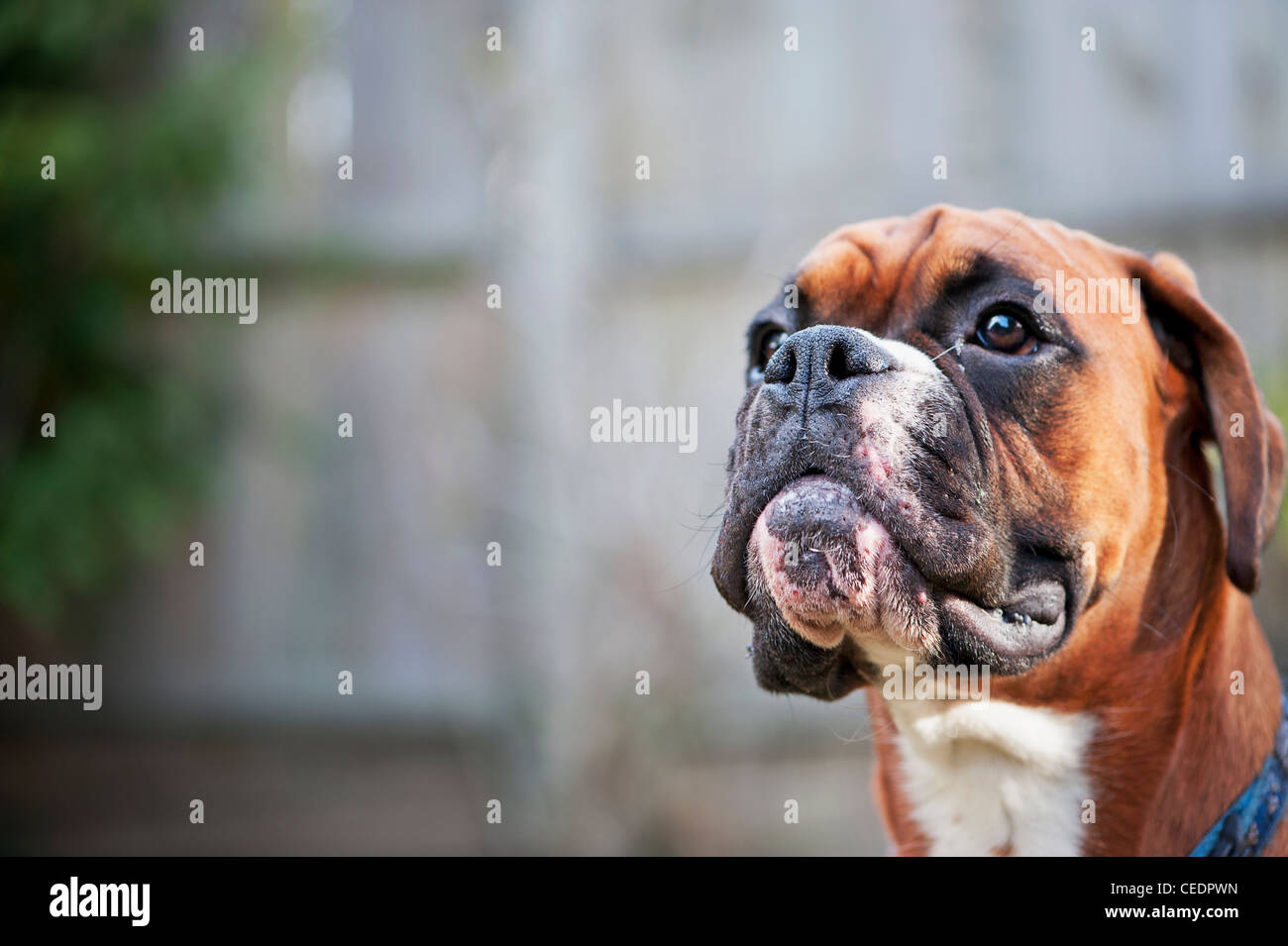 A Boxer dog's face Stock Photo