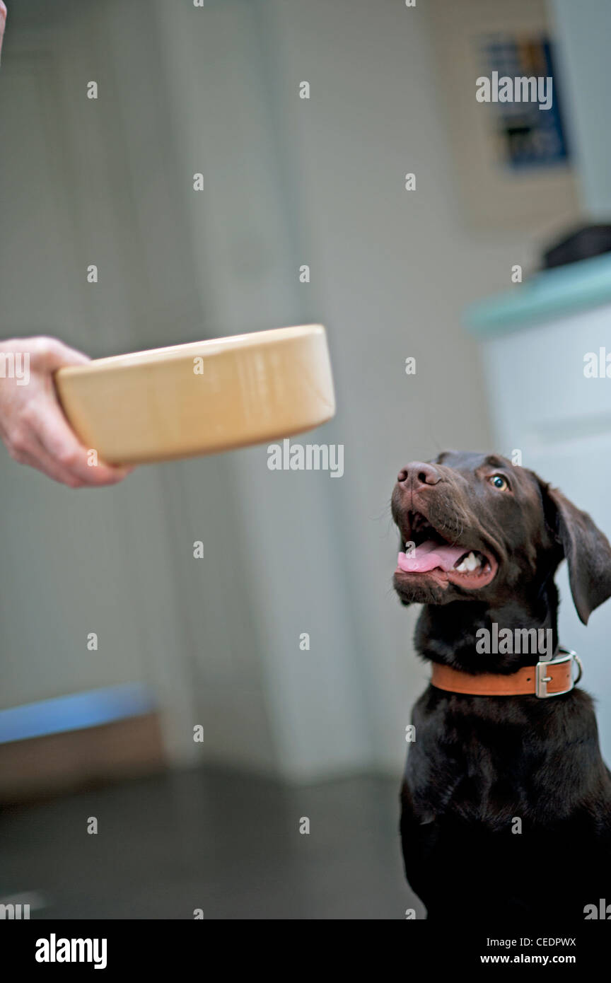 A dog looks up at its bowl Stock Photo
