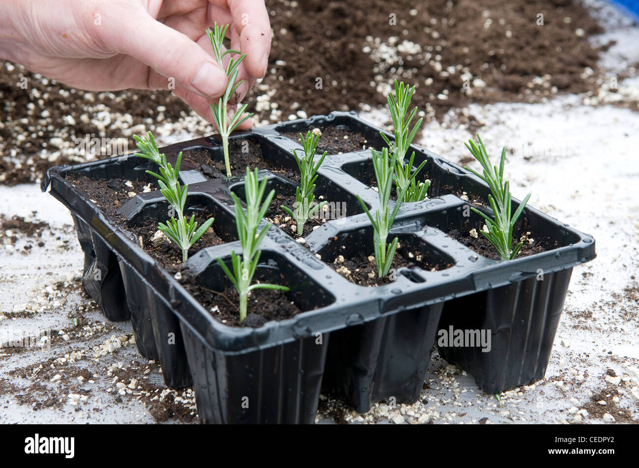 Inserting rosemary cuttings in seedling tray Stock Photo