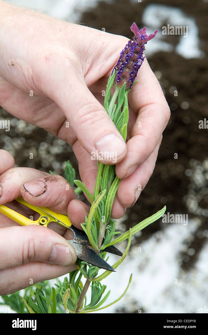 Cutting off his head hires stock photography and images Alamy