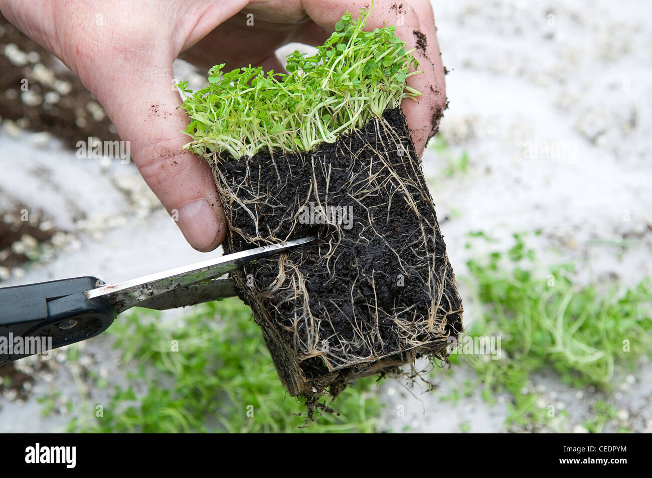 Cutting root ball of oregano plant Stock Photo Alamy