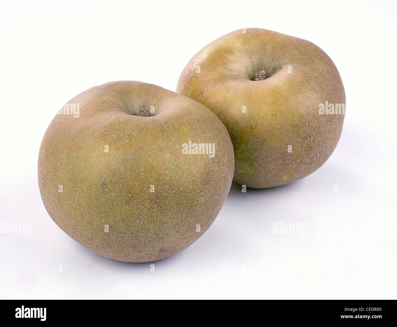 Reinette du Canada apples Stock Photo