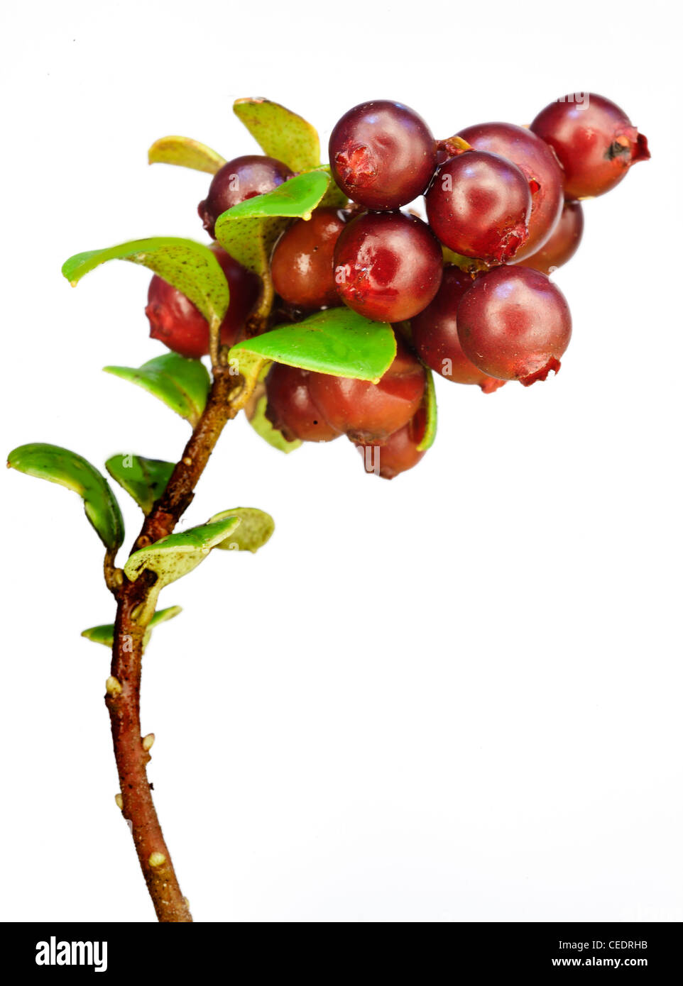 Late cowberry. Cowberry, whortleberry or lingonberry (Vaccinium vitis-idaea ). Branch of red cowberries Stock Photo