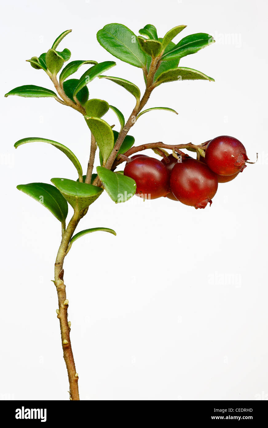 Late cowberry. Cowberry, whortleberry or lingonberry (Vaccinium vitis-idaea ). Branch of red cowberries Stock Photo