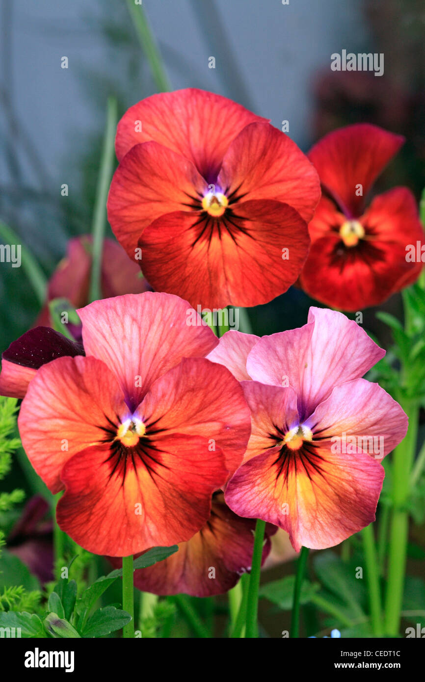 Pansies Stock Photo - Alamy