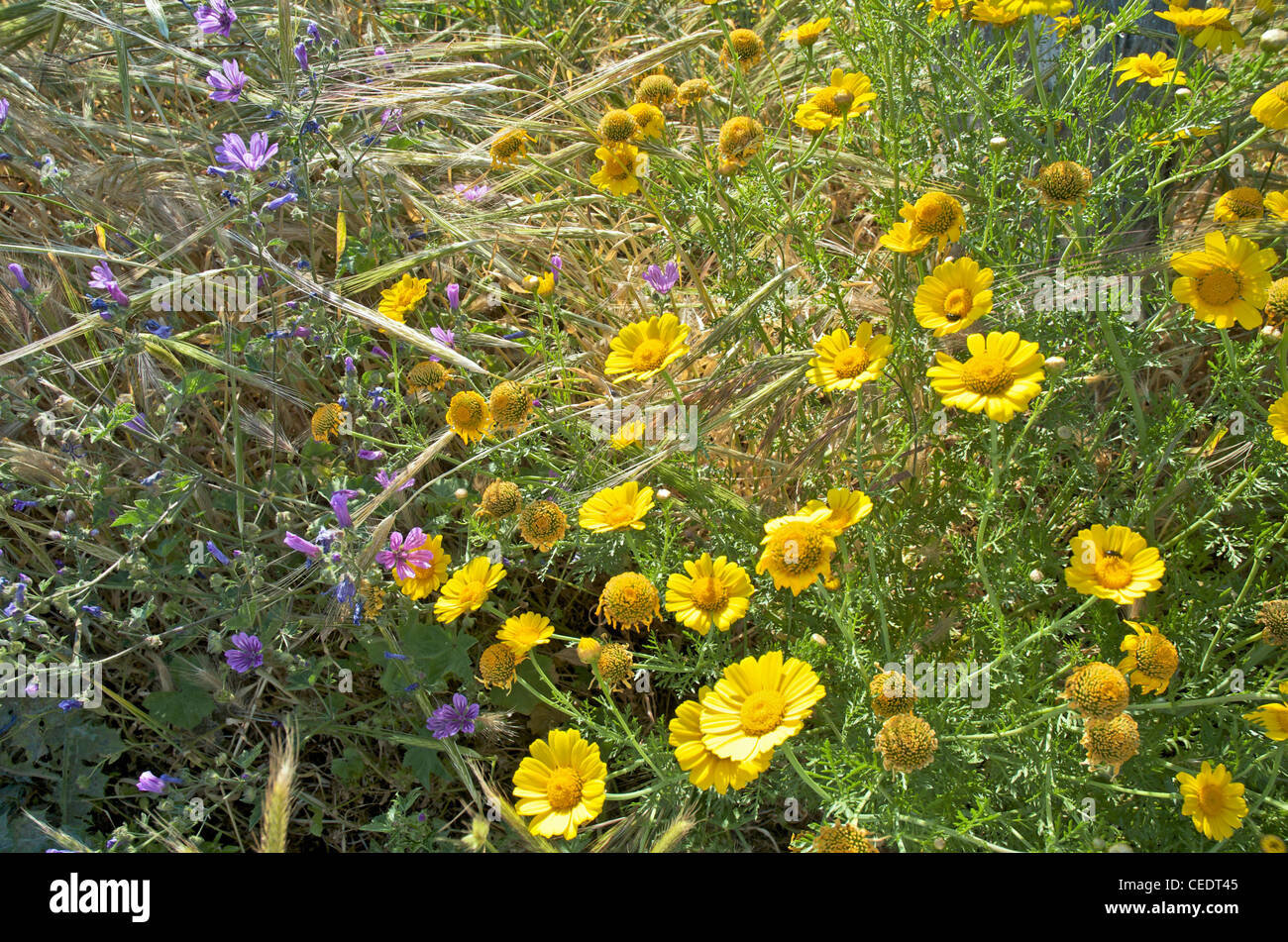 Greece, Lemnos island, Myrina, yellow daisies and purple wildflowers, close-up Stock Photo