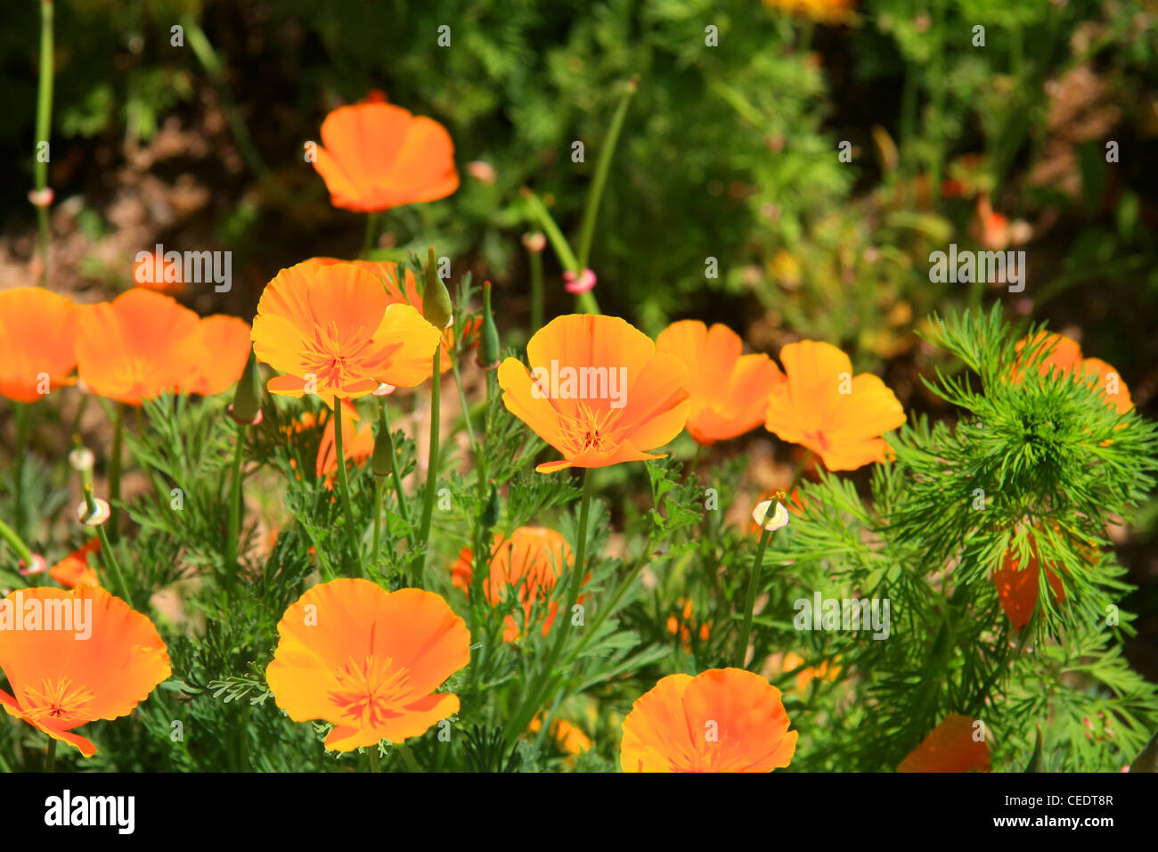 Orange blooming california poppy Stock Photo