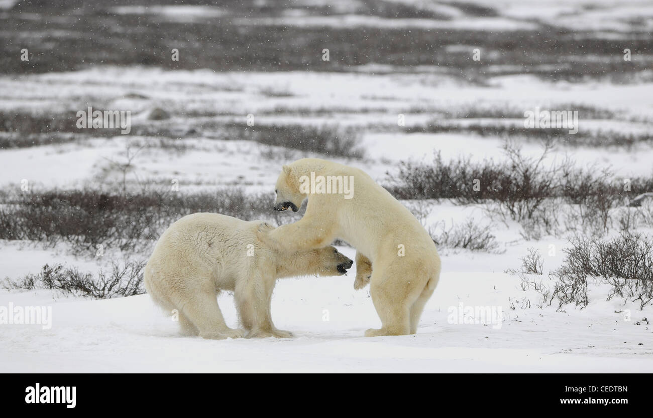 Polar bears fighting Stock Photo