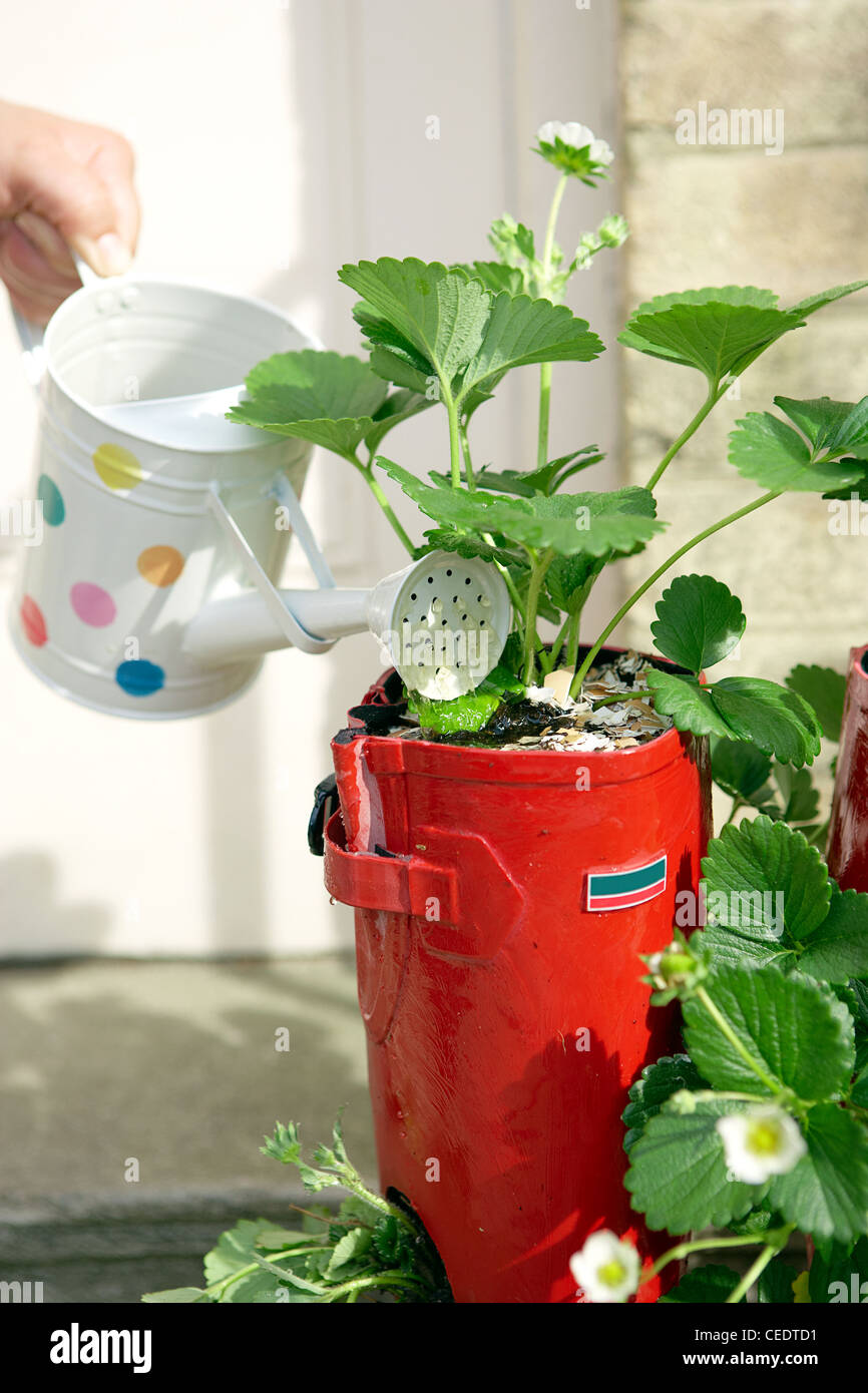 Child watering strawberry plants Stock Photo Alamy
