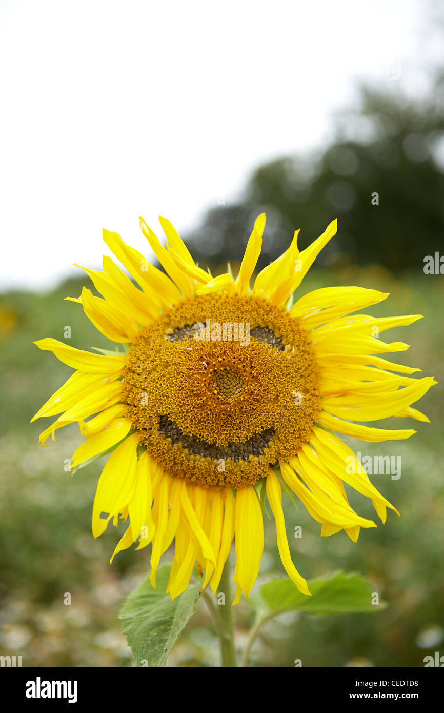 Close-up of sunflower plant with a smiley face imprinted on it Stock Photo