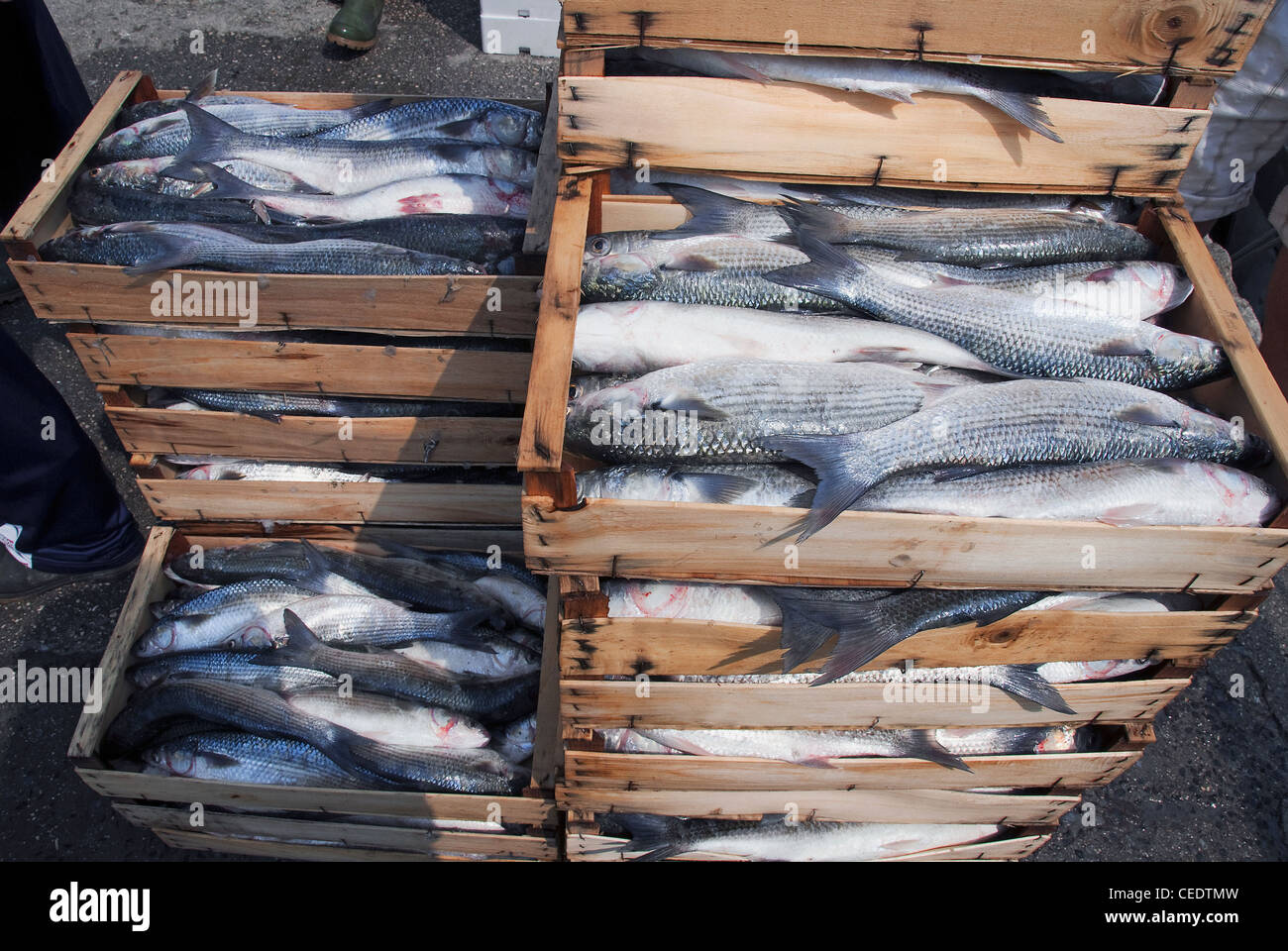Italy, Emilia Romagna, Porto Garibaldi, fresh fish in crates Stock Photo