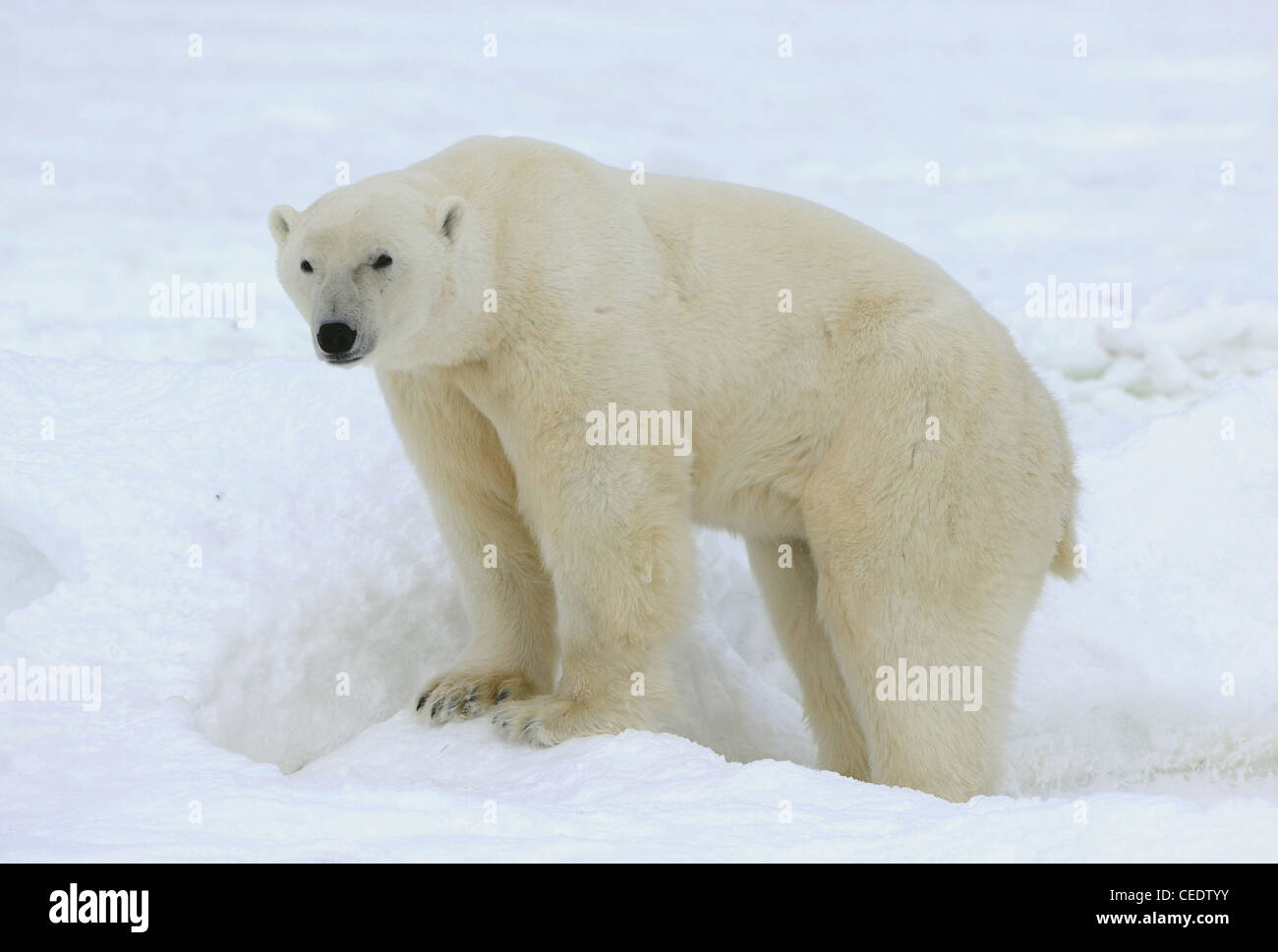 Portrait of a polar bear. Close up a portrait of a polar bear. Stock Photo