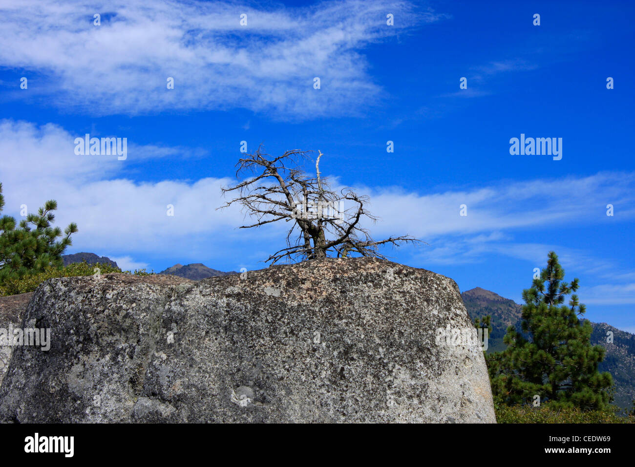 A dead tree on top of a grey rock Stock Photo