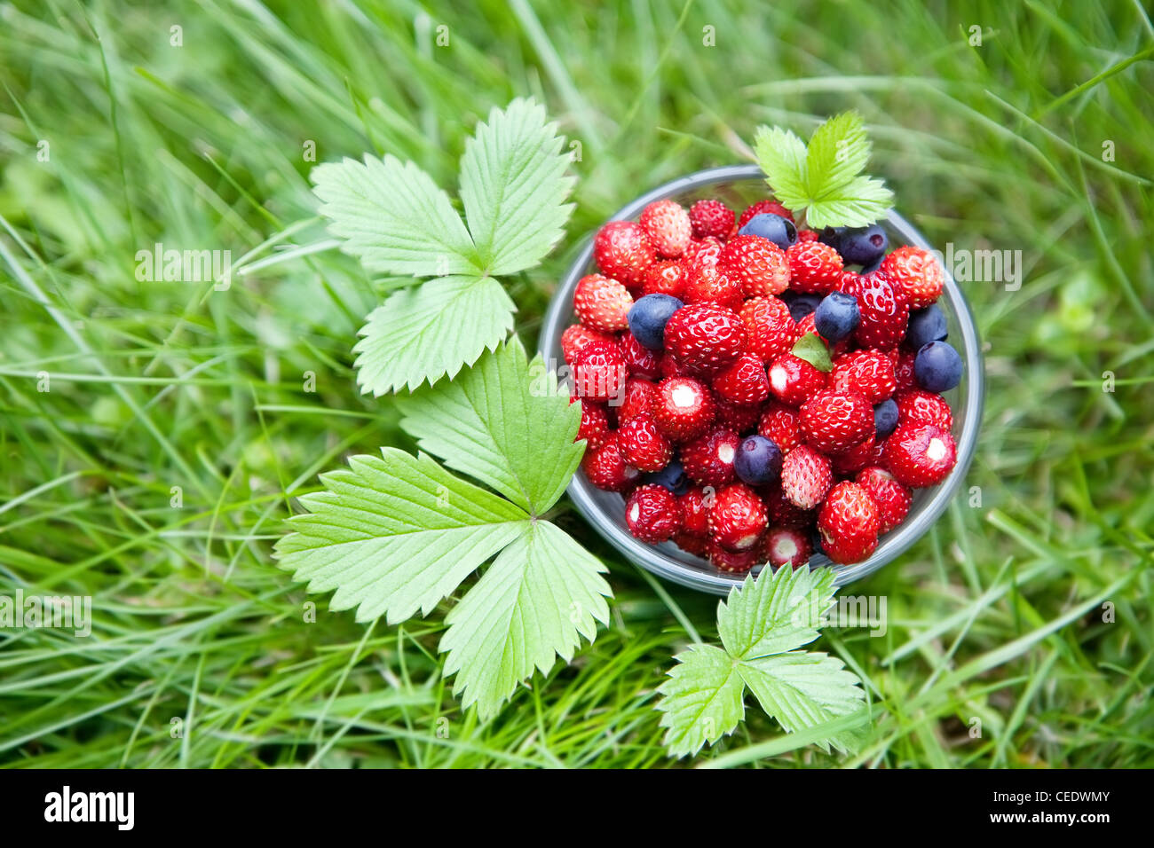 Summer and healthy food concept - small glass full of fresh forest berries (strawberries and blueberries) on a green lawn Stock Photo