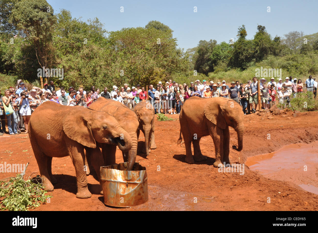 Elephants at The David Sheldrick Wildlife Trust. Nairobi, Kenya Stock Photo