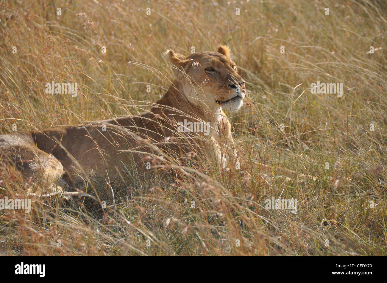 Resting lioness in the Savanna Stock Photo