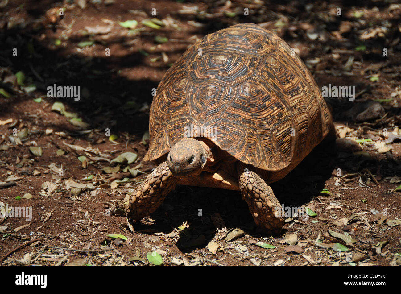 African land turtle Stock Photo