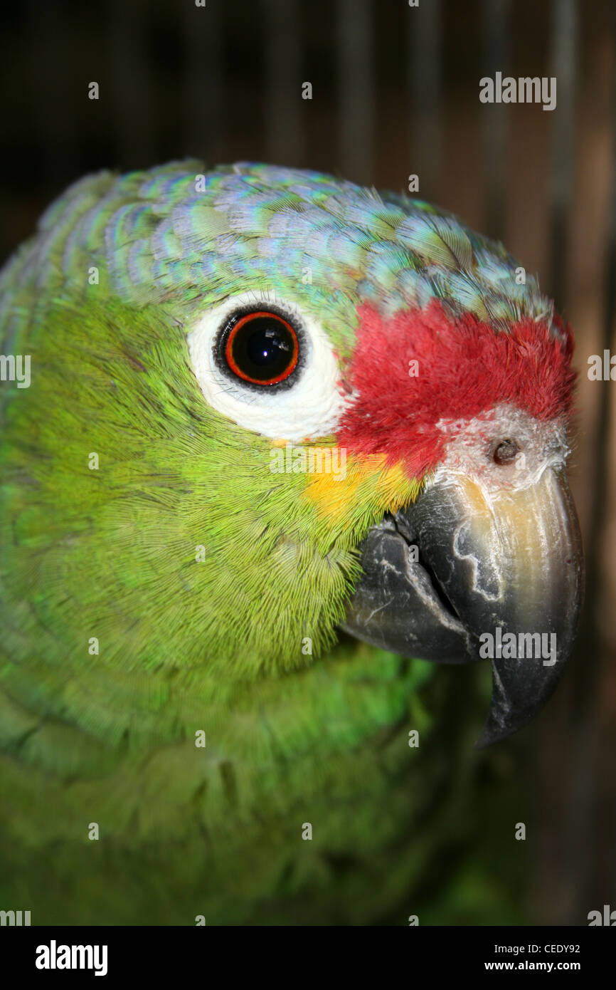Head Of Red-lored Parrot Amazona autumnalis Stock Photo