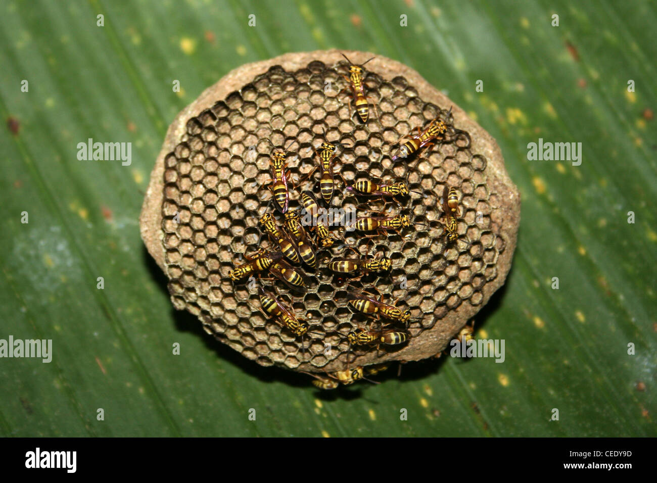 Circular Wasp Nest, Costa Rica Stock Photo