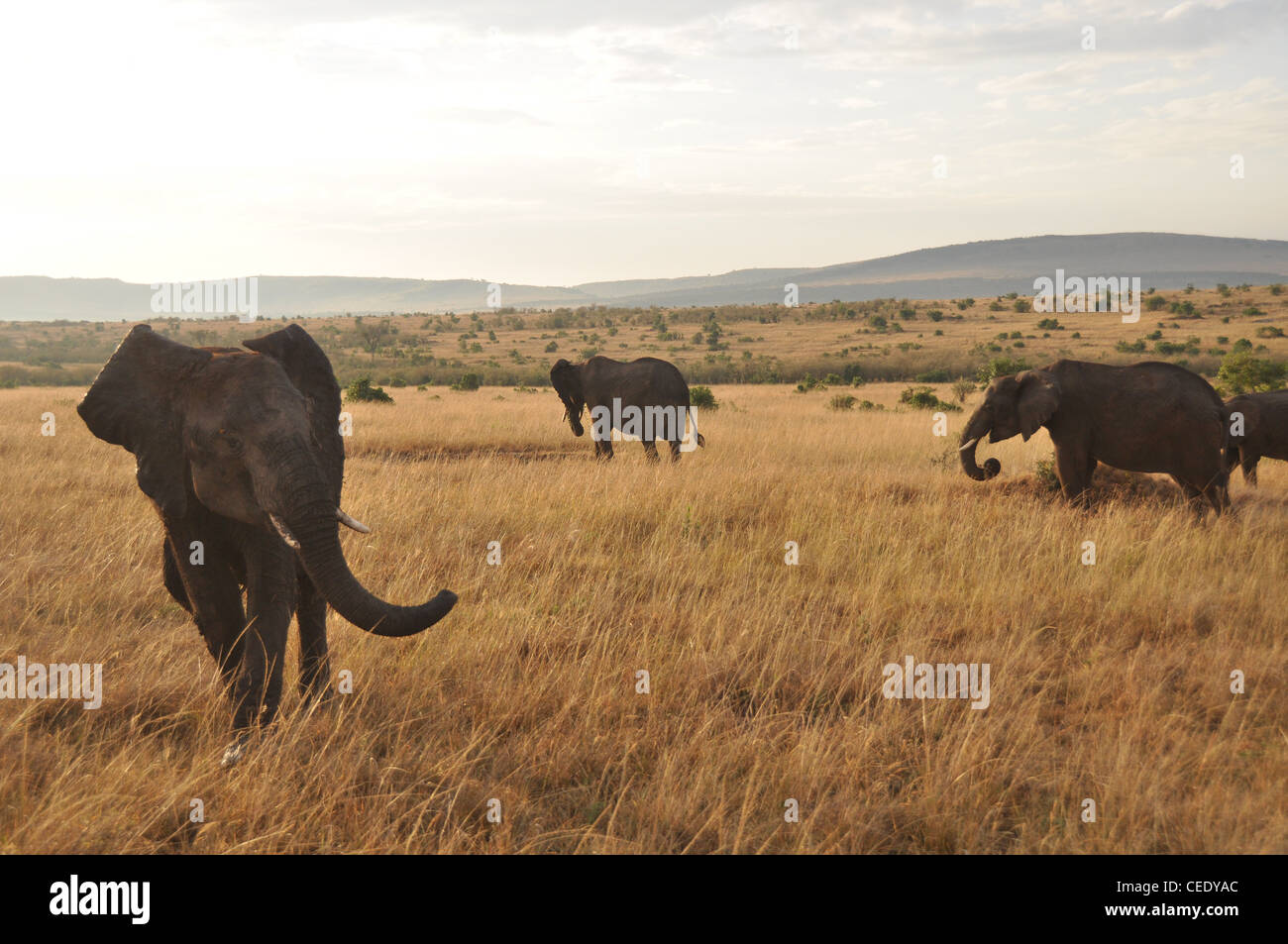 Elephants int the Savanna Stock Photo