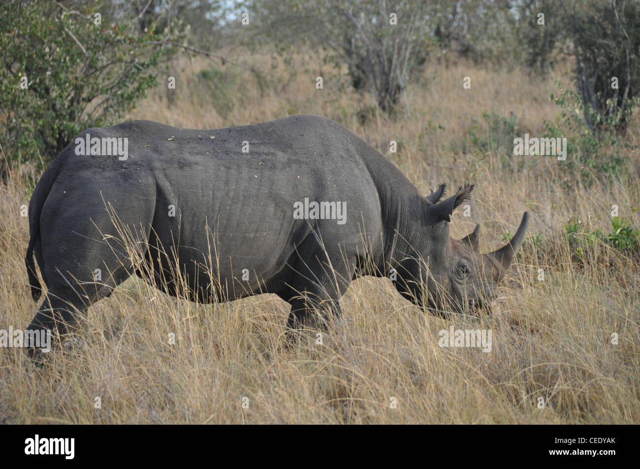 Rhinoceros in the Savanna Stock Photo