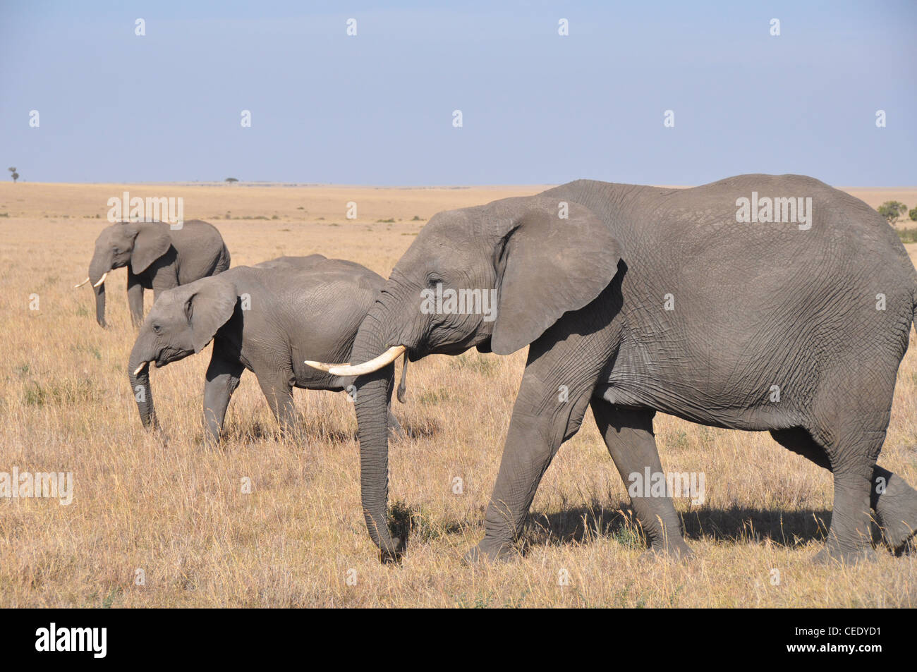 Elephants in the Savanna Stock Photo