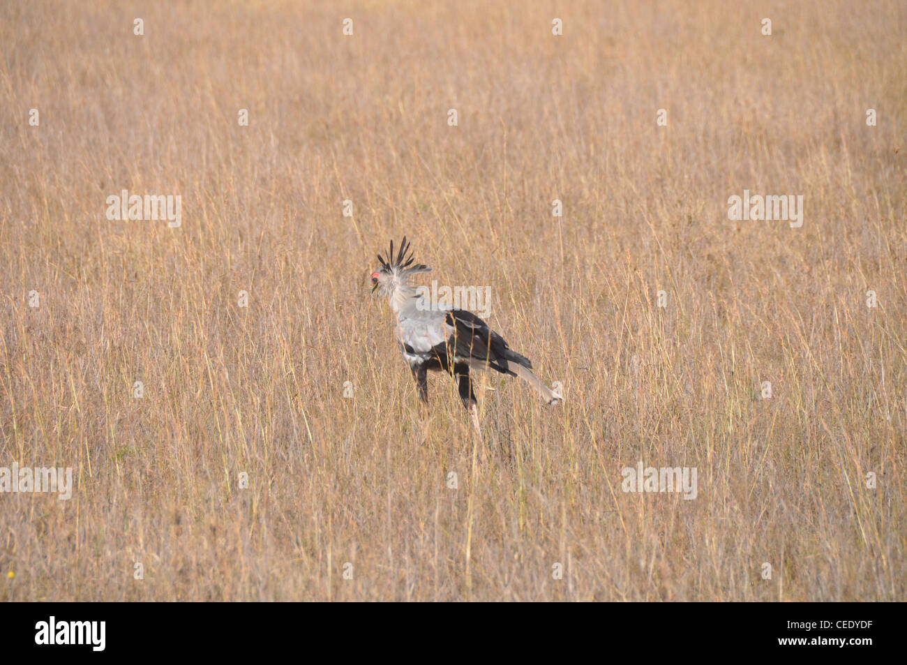 Secretary Bird in the African Savanna Stock Photo