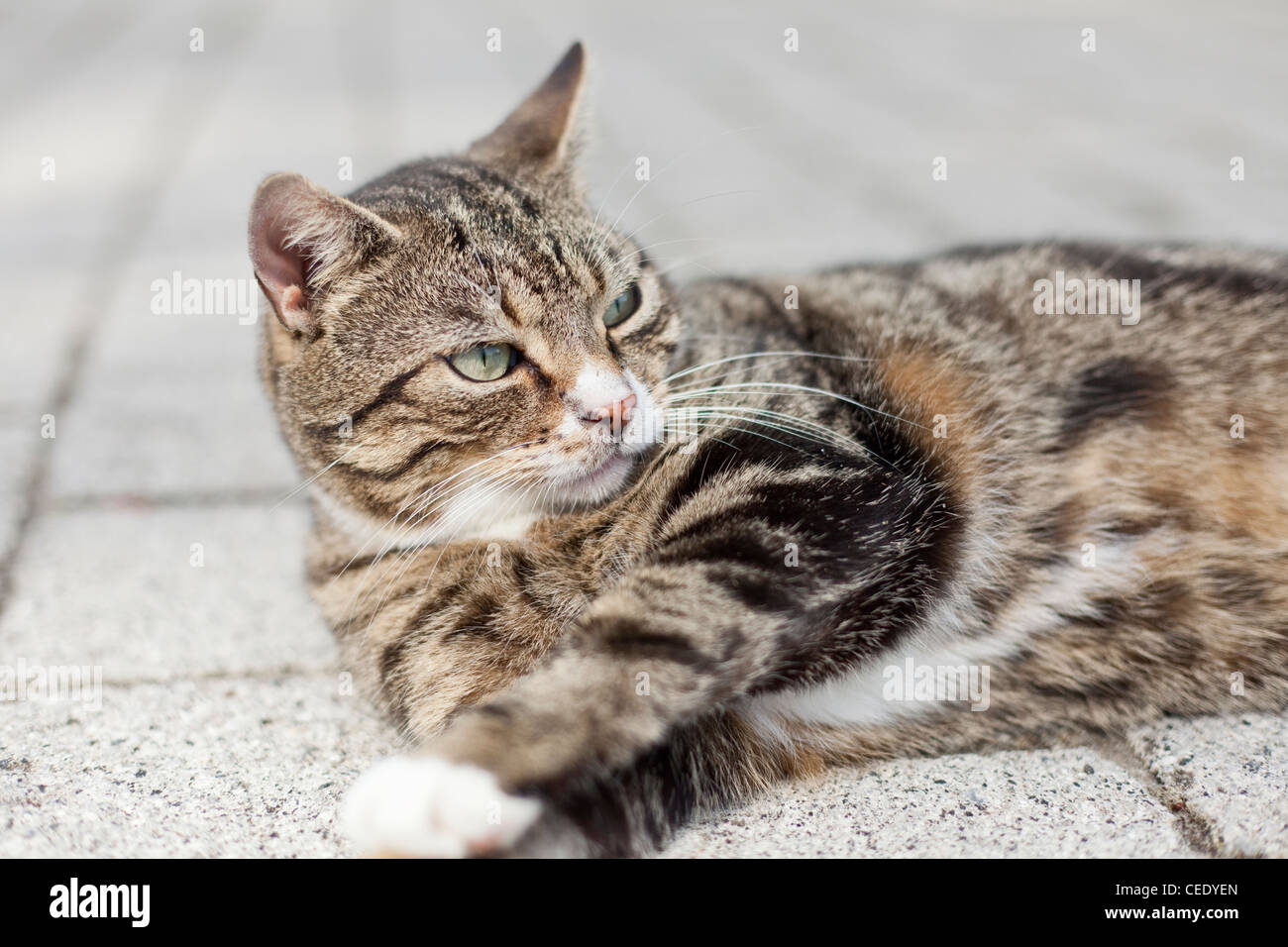 tabby cat lying down on the ground outside looking relaxed with its head up and looking out of shot Stock Photo