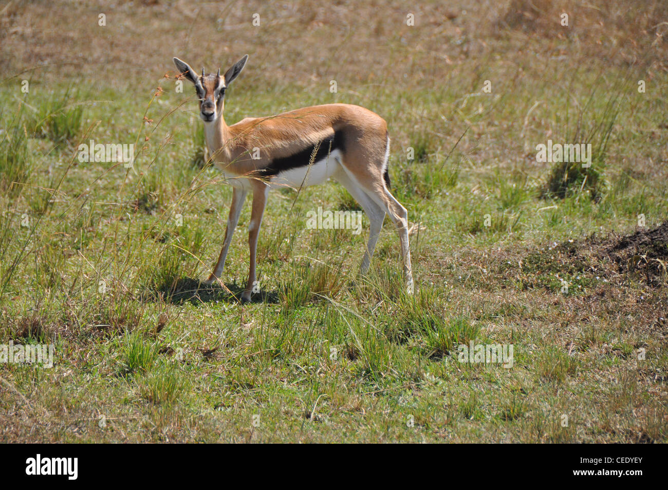 Wild baby antelope Stock Photo