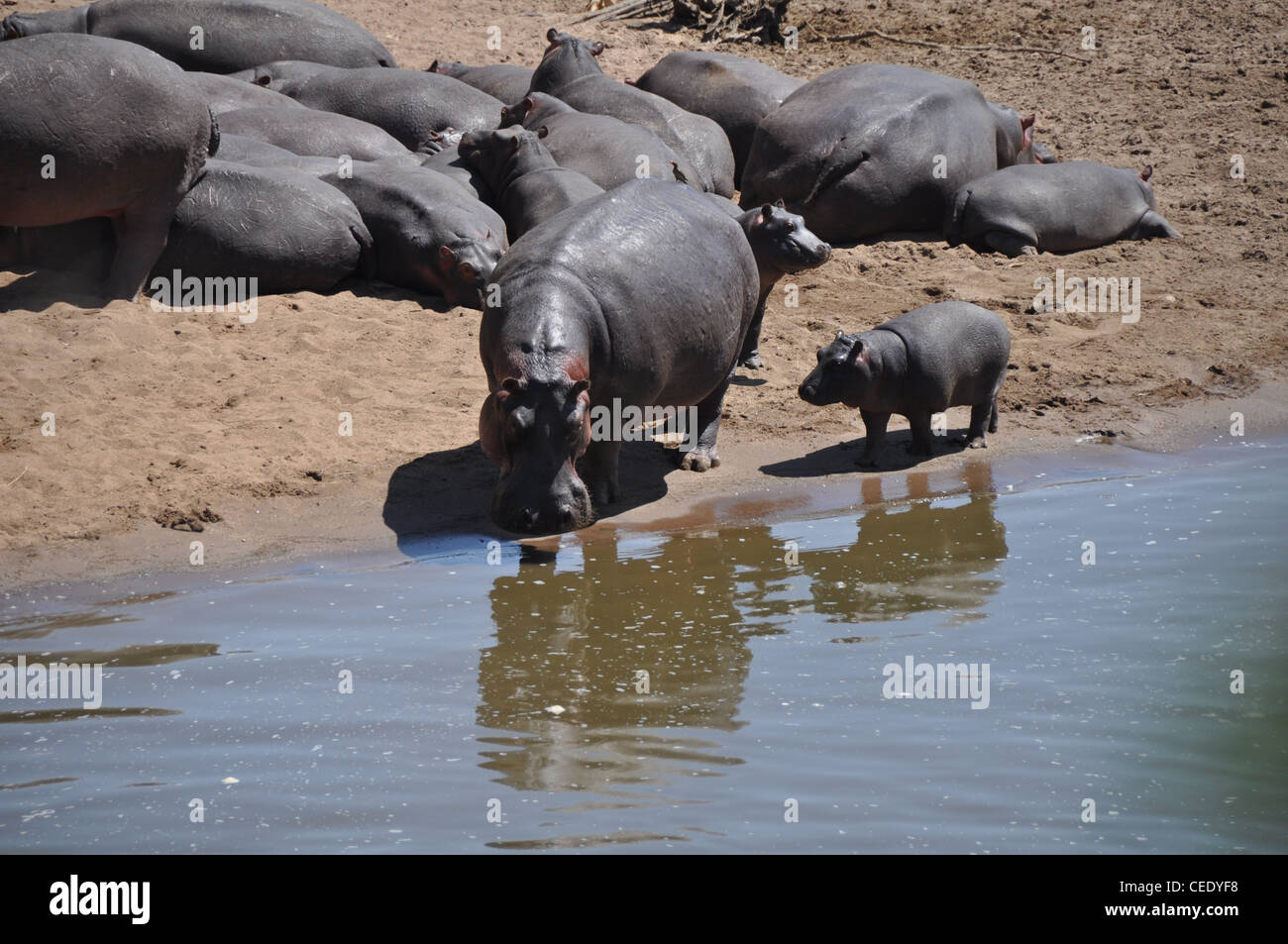 Hippopotamus, Mara river, Savanna, Stock Photo