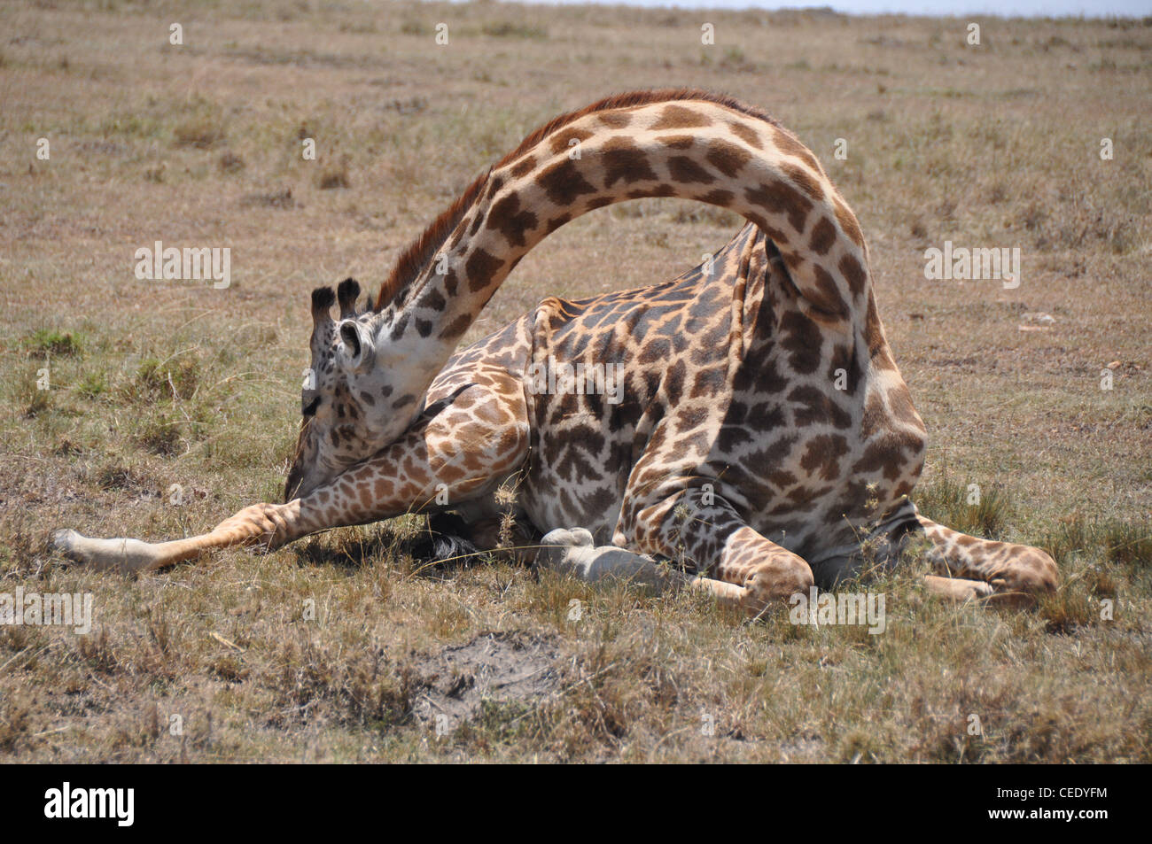 Giraffe scratching on the ground Stock Photo