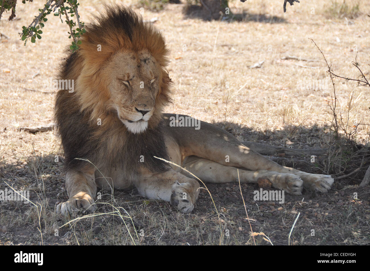 Resting lion. Stock Photo