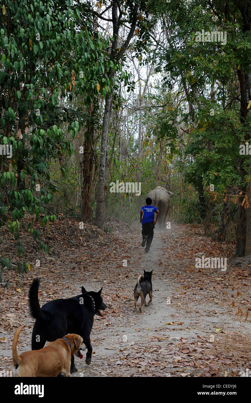 Mahout running behind the elephant with 3 dogs following. Stock Photo
