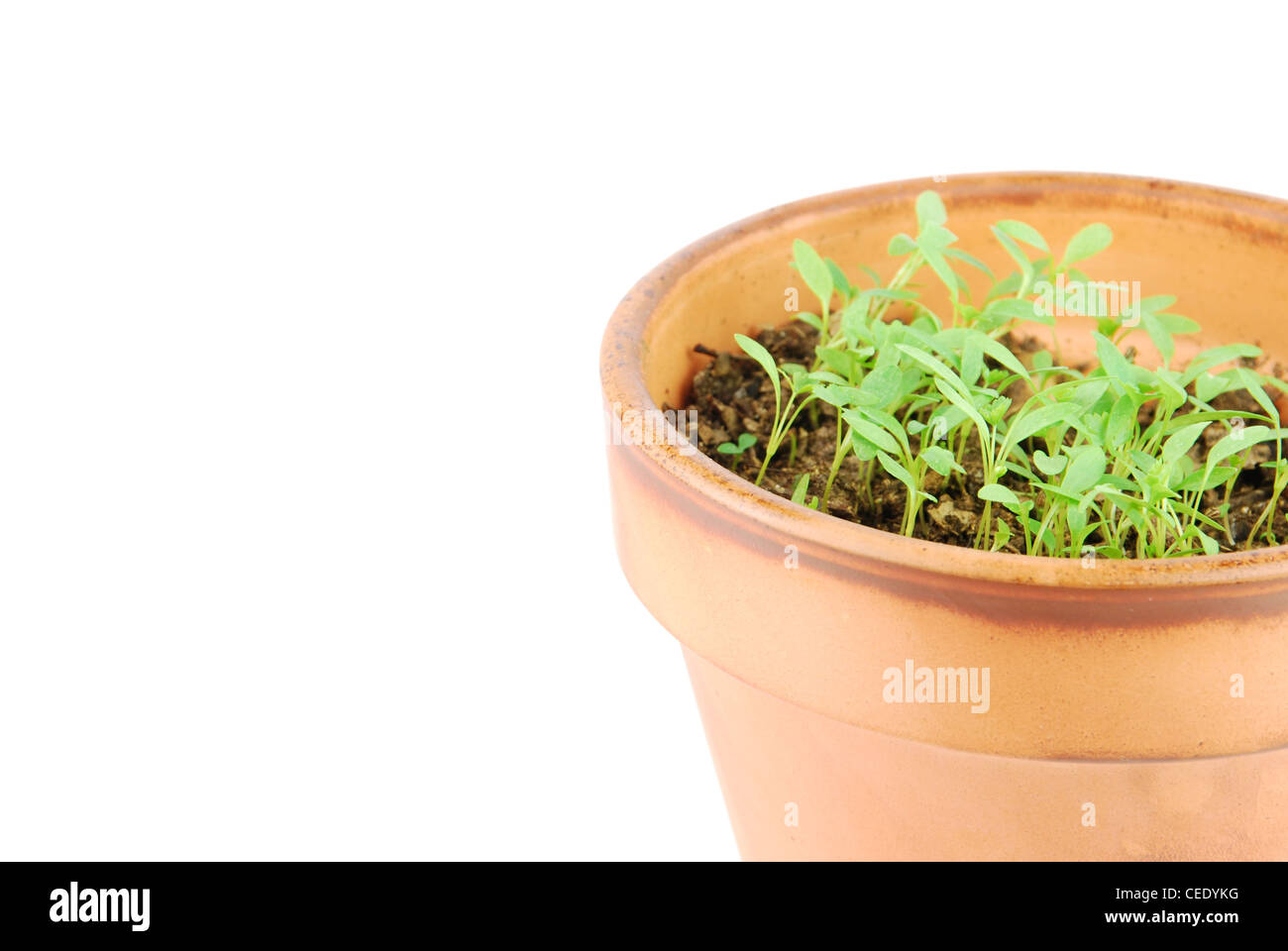Parsley plant on a terracotta pot Stock Photo