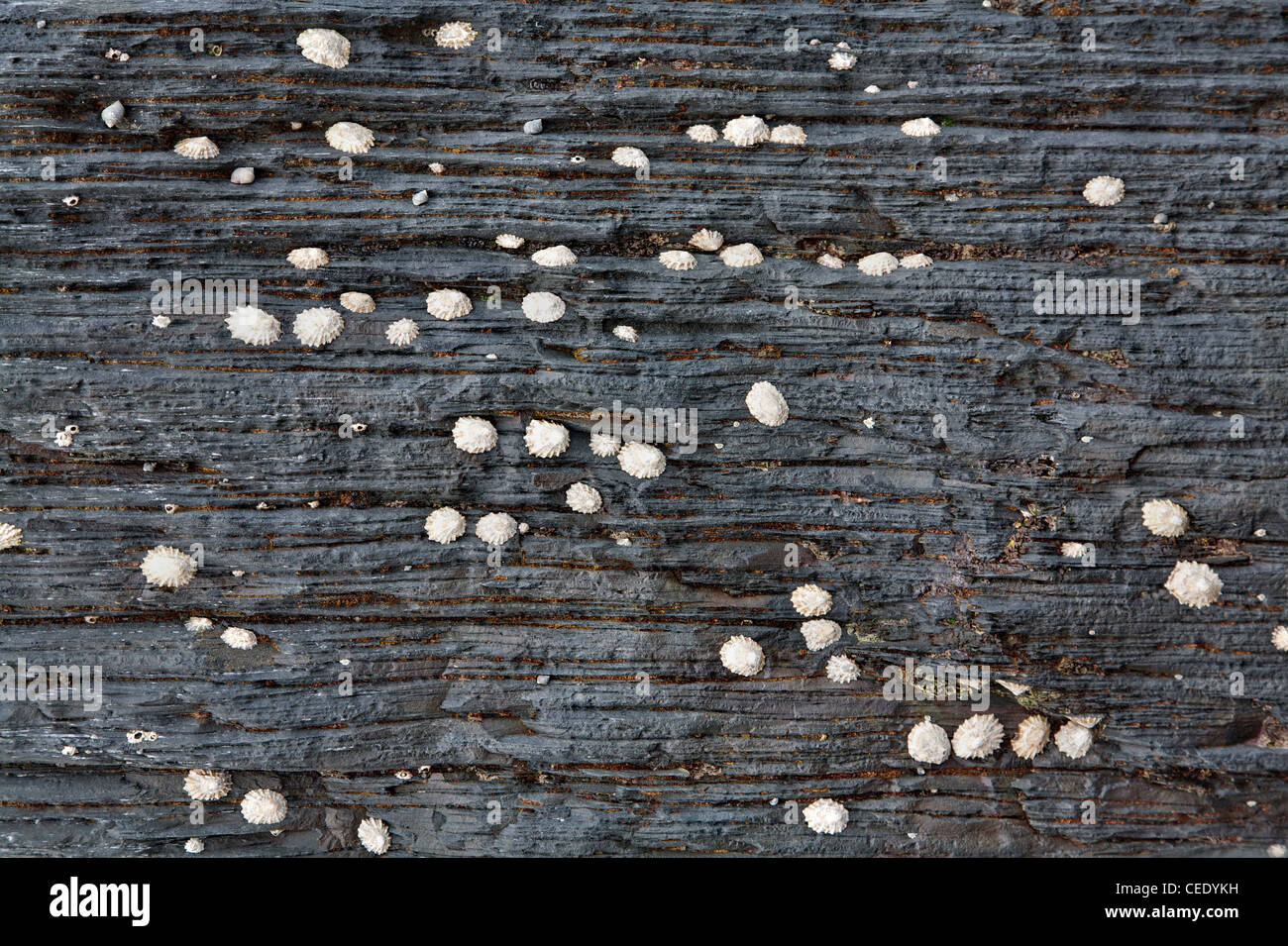 Common Limpets Patella vulgata aligned along layers of sedimentary rock on the seashore in North Devon UK Stock Photo