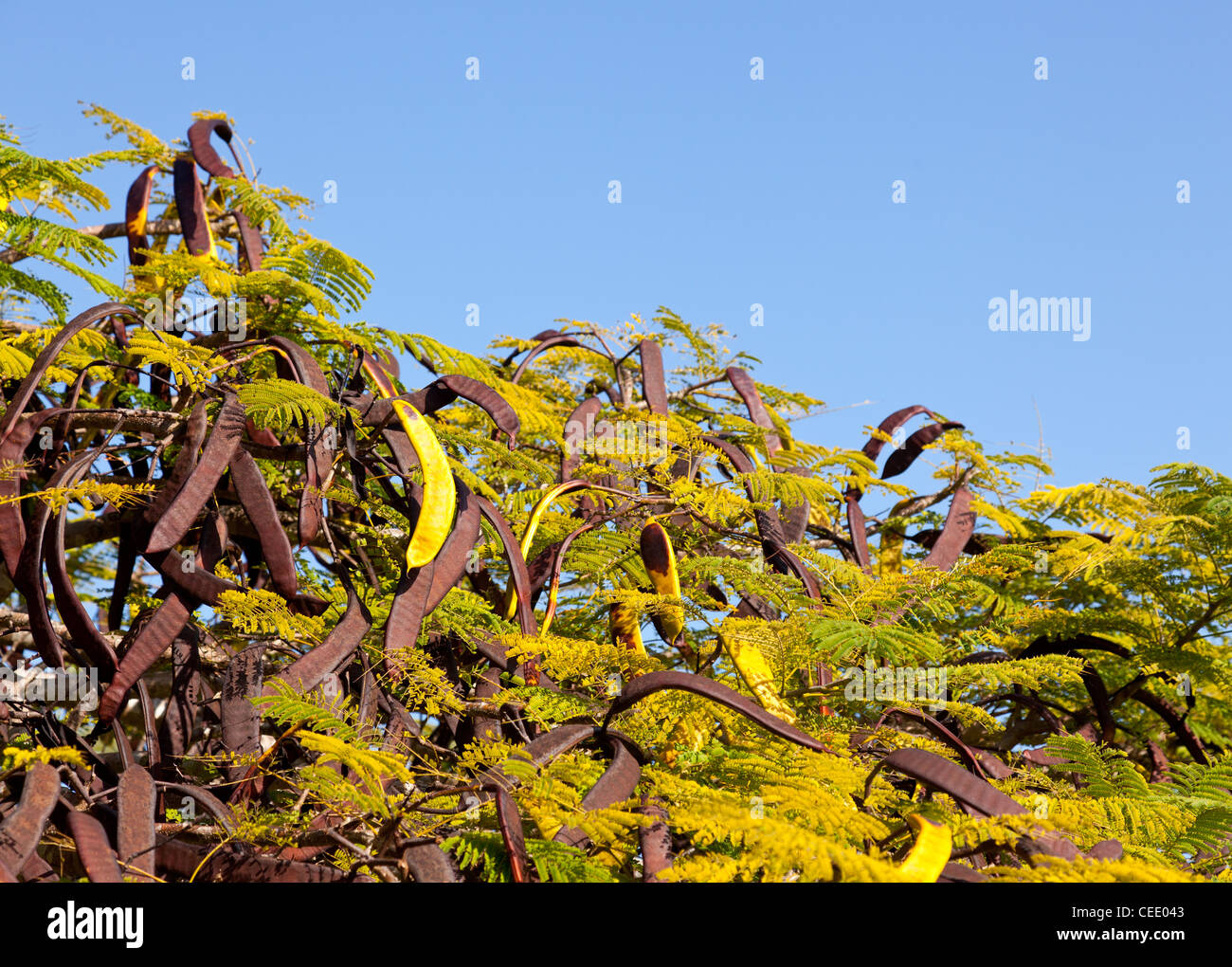 Brown and green seed pods from tamarind tree Stock Photo